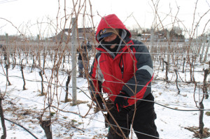 PAUL SQUIRE PHOTO | Herman Salazar trims grape vines at a vineyard in Jamesport Wednesday afternoon.