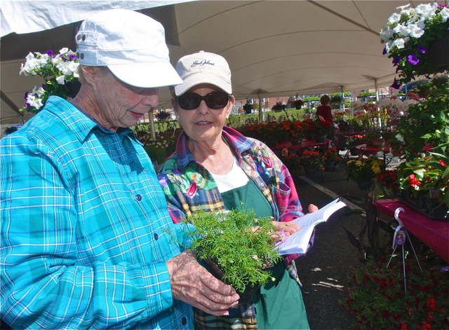 Volunteers Astrid Gaddis (left) and Marilyn Stahl of Calverton educate themselves about a small perennial plant called 'Swan River Daisy.' (Credit: Barbaraellen Koch)