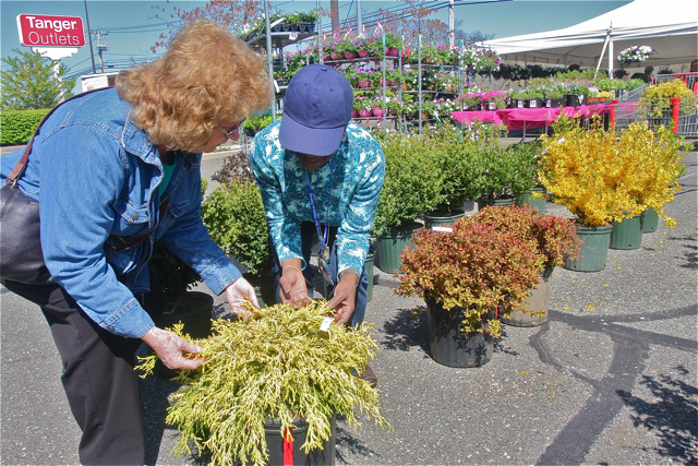 Mildred Maloney of Calverton gets some help from volunteer Thelma Booker picking out a Golden Thread Cypress. (Credit: Barbaraellen Koch)