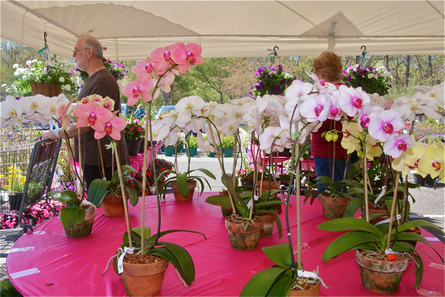 A table full of orchids from Bianchi-Davis greenhouses in Riverhead under the tent. (Credit: Barbaraellen Koch)