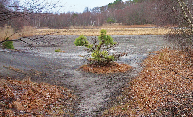 The area that will be restored at Indian Island County Park. (Credit: Barbaraellen Koch, file)