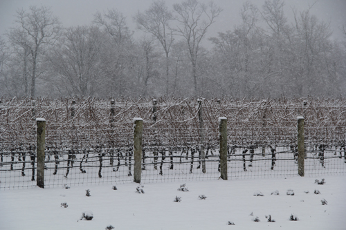 A snowy Jamesport Vineyard. Farmers say snow acts as an insulator to protect soil. (Carrie Miller file photo)
