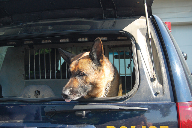 O’Neill, a German shepherd, hangs out in the back of a New York State Police truck. (Credit: Nicole Smith photos)