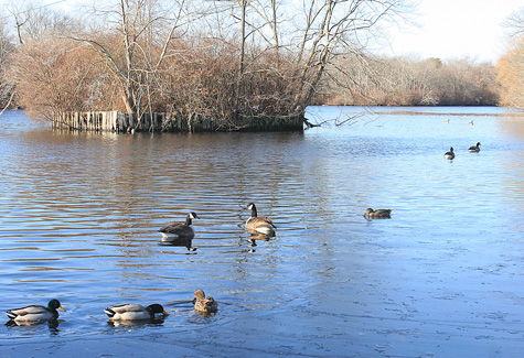 BARBARAELLEN KOCH FILE PHOTO | Ducks on the Peconic River near Grangebel Park.