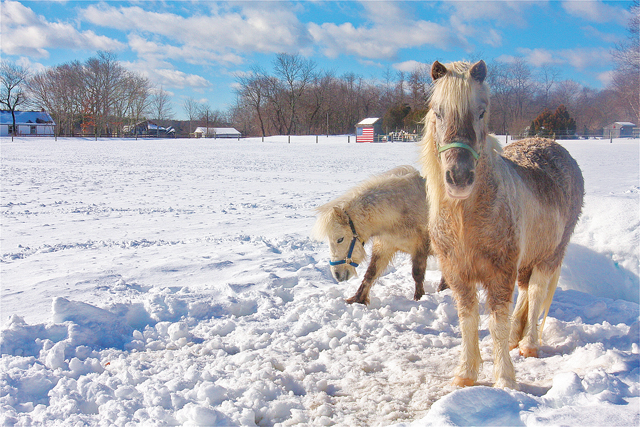 Ponies in the snow in their field on River Road in Calverton this past February. (Credit: Barbaraellen Koch)