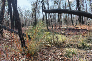 Pine Barrens wild fire