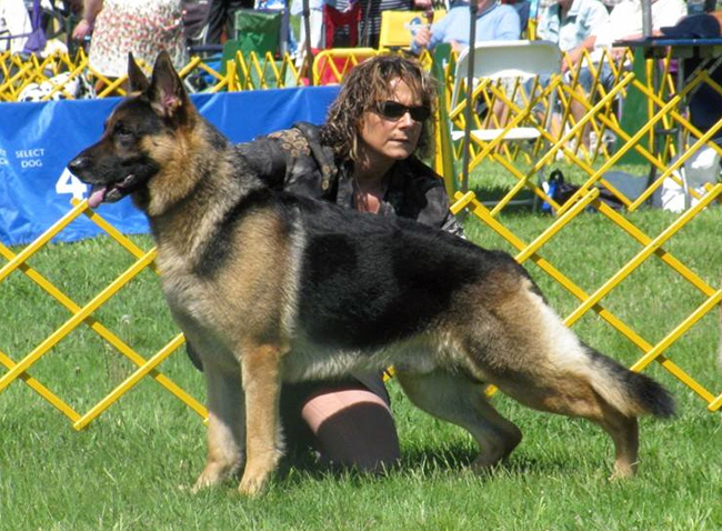 Sue Condreras with her German shepherd Rocket, who will compete at the Westminster Dog Show next month. (Credit: courtesy photo)