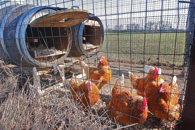 The New Hampshire chickens at Shinn Estate Vineyard in Mattituck lay their eggs in old wine barrels. (Credit: Barbaraellen Koch)