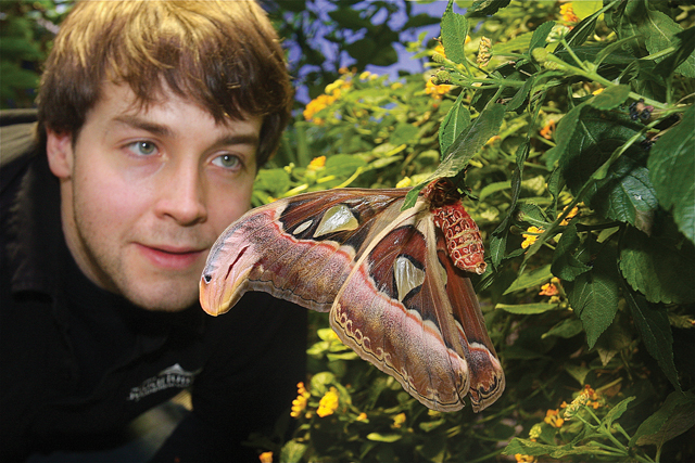 Assistant butterfly curator Jeffry Petracca of the Long Island Aquarium looking at a Giant Atlas Moth from Southeast Asia. (Credit: Barbaraellen Koch)