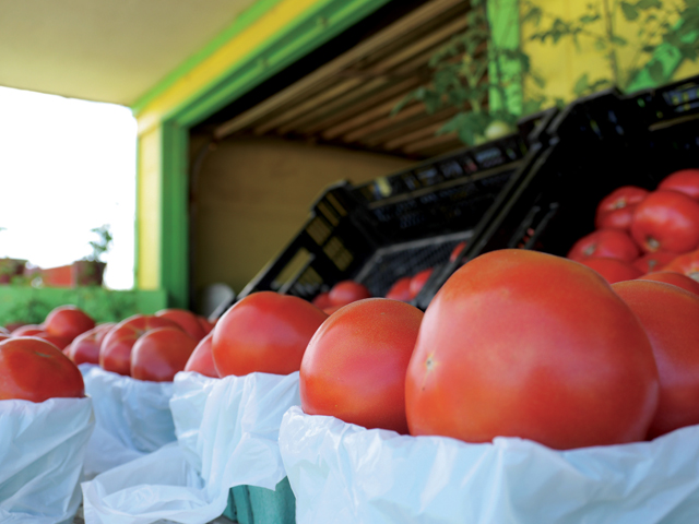 Tomatoes at Wesnofske Farms in Peconic. (Credit: Krysten Massa)