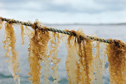 Sugar kelp is grown vertically off ropes that float horizontally across bay waters. (Credit: Bren Smith)