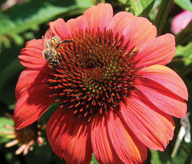 Butterflies aren't the only creatures welcome in the new garden. Here, a bee feasts on an enchinachea cone flower. (Credit: Barbaraellen Koch)