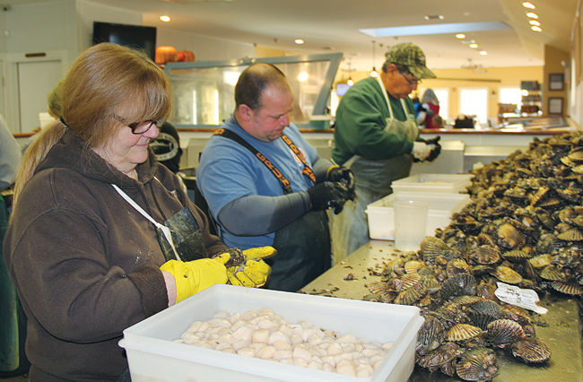 Opening scallops is a family affair for June, Cliff and Pete Harris, who for the past 12 years have helped Charlie Manwaring open bushels of bay scallops at Southold Fish Market. Both Mr. Manwaring and Braun Seafood's Ken Homan said area businesses are having difficulties finding openers this season. (Credit: Carrie Miller)