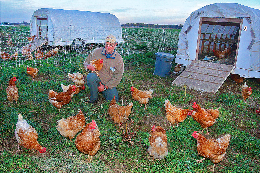 Mattituck farmer Chris Browder with some of his chickens, a cross of Rhode Island Reds and White Rock. (Credit: Barbaraellen Koch)