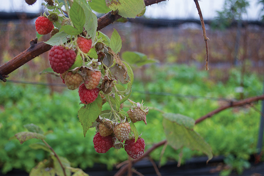 Raspberries growing on the vine on Thursday, Dec. 17 at Oysterponds Farm in Orient. (Credit: Vera Chinese)