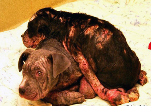 The two pit bulls abandoned at the Riverhead Animal Hospital overnight on Dec. 18, 2012. One of the puppies later died. (Credit: SCPA 2012)
