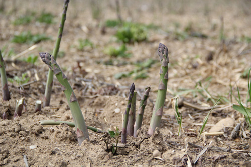 Asparagus is slowly making its way into spring at Wells Homestead Acres in Riverhead. It is not ready to be harvested until it reaches a height of at least six to eight inches. (Credit: Carrie Miller)