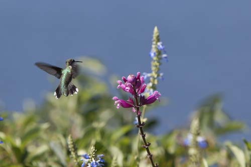 KATHARINE SCHROEDER PHOTO | A hummingbird at the Baiting Hollow sanctuary in August of 2012.