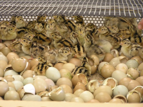 Pheasant chicks. (Credit: DEC, courtesy file)
