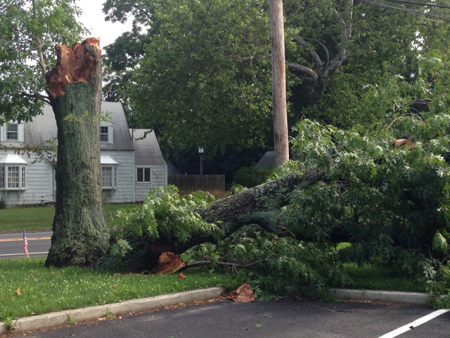A downed tree in front of Aquebogue Elementary School. (Credit: Joe Werkmeister)