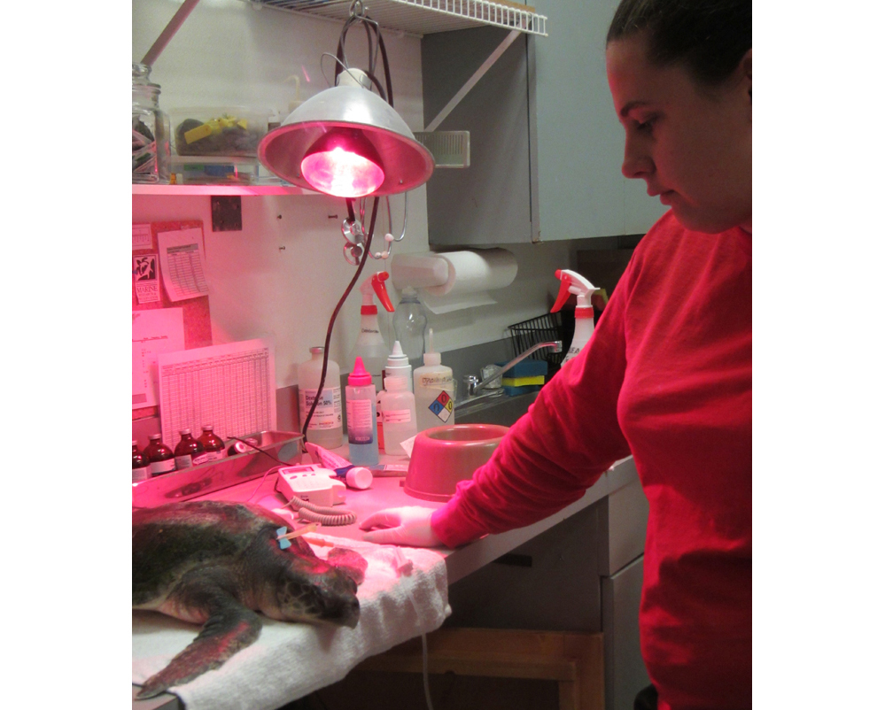 Daniella Ferina, Riverhead Foundation staff biologist, administering warmed IV fluids Wednesday morning to a sea turtle. (Credit: Riverhead Foundation)